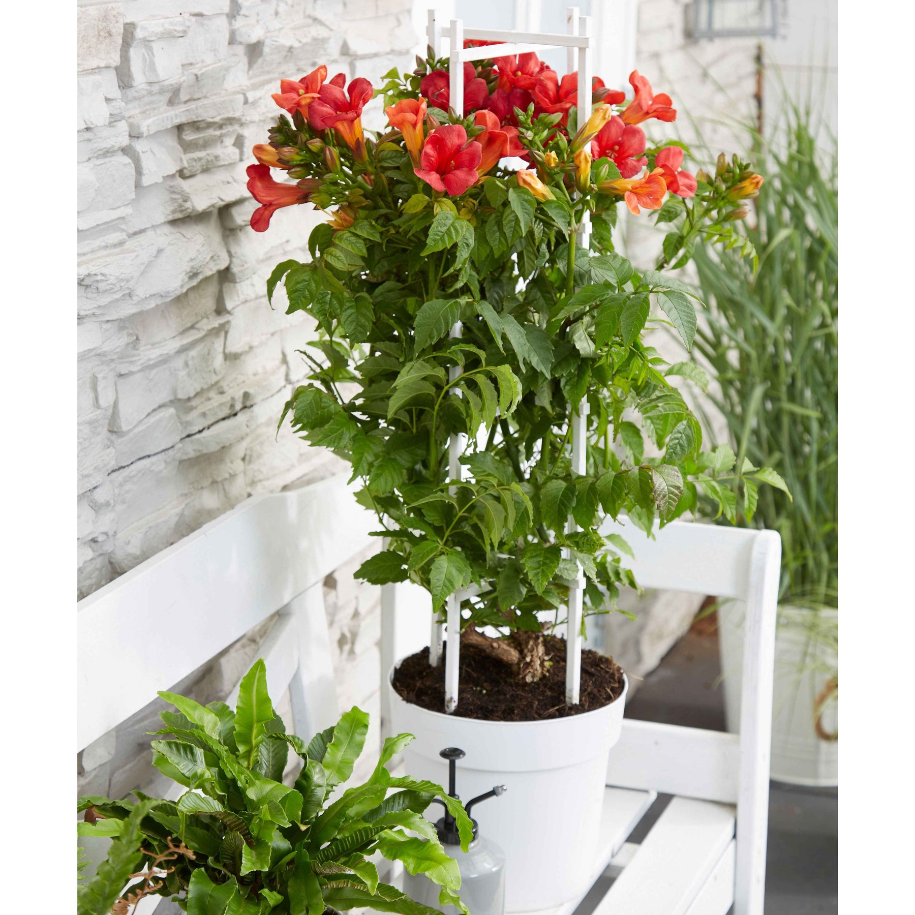 Trompetenblume 'Fire Trumpet' - Campsis x tagliabuana 'fire trumpet' - Willemse