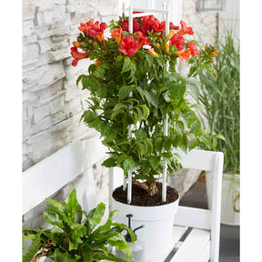 Trompetenblume 'Fire Trumpet' - Campsis x tagliabuana 'fire trumpet' - Willemse
