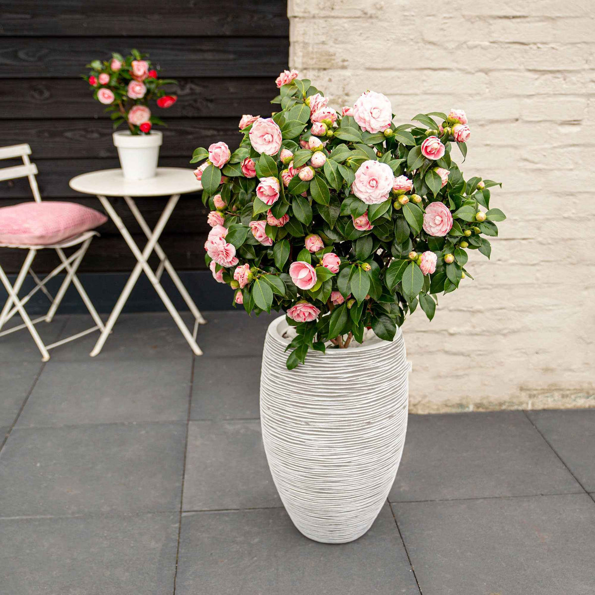 Kamelie 'Bonomiana' - Willemse