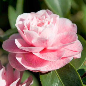 Kamelie 'Bonomiana' - Camellia japonica Bonomiana - Willemse