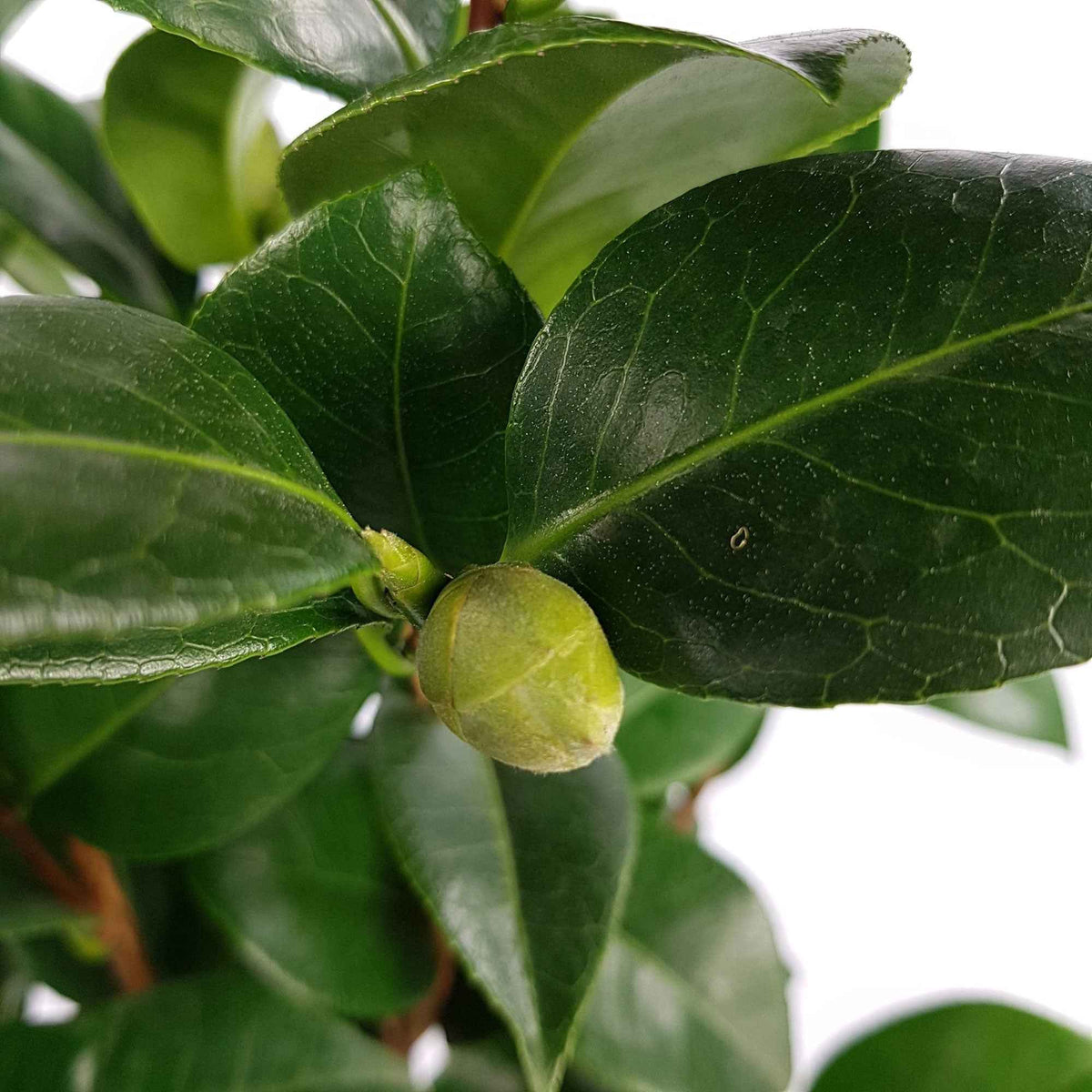 Kamelie 'Nuccio’s Cameo' - Camellia japonica 'nuccio's cameo' - Willemse