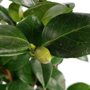 Kamelie 'Nuccio’s Cameo' - Camellia japonica 'nuccio's cameo' - Willemse