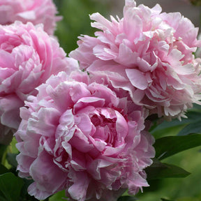 Pfingstrose 'Sarah Bernhardt' - Paeonia x lactiflora Sarah Bernhardt - Willemse