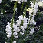 Gelenkblume 'Alba' - Willemse