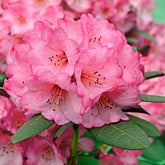 Rhododendron 'Wine & Roses' - Willemse