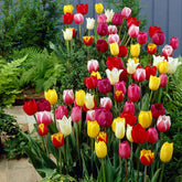 Tulpen Mischung '60 days of Tulips' (x30) - Willemse