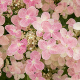 Rispenhortensie 'Switch Ophelia'® - Willemse