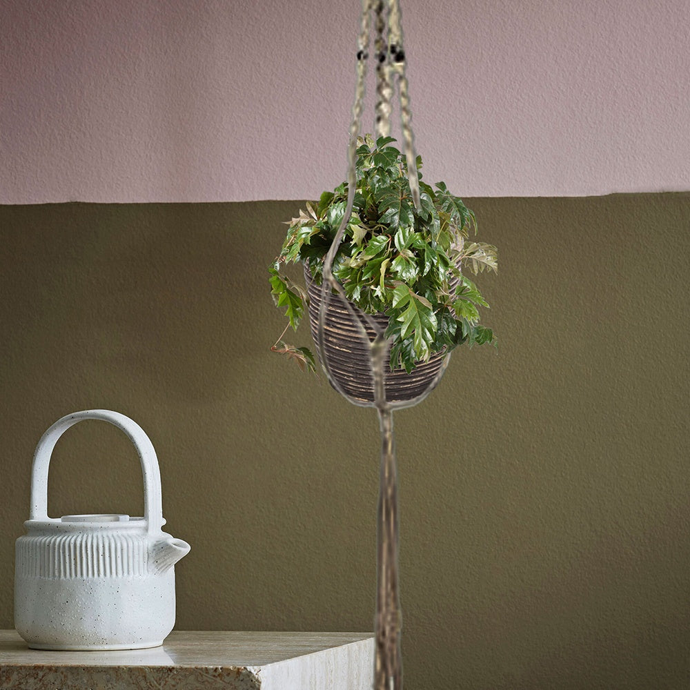 Zimmerrebe 'Ellen Danica' - Cissus ellen danica