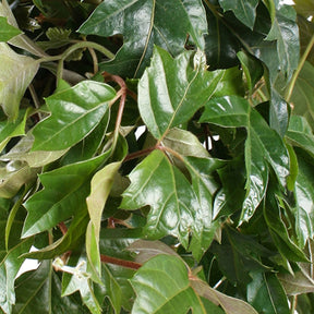 Zimmerrebe 'Ellen Danica' - Cissus ellen danica