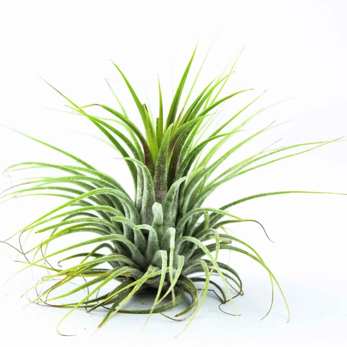 Tillandsia ionantha 'Druid' - Willemse