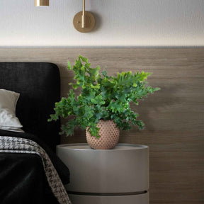 Blaufarn Phlebodium 'Davana' - Willemse