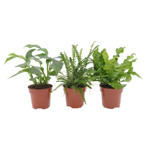 Bad-Zimmerpflanzen-Kollektion (x3) - Nephrolepis Duffii, Monstera minima, Asplenium Crispy Wave - Willemse