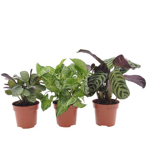 Blattmaserungen von Zimmerpflanzen Mischung (x3) - Ctenanthe burle marxii, ctenanthe amagris, syngonium pixie®