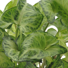 Blattmaserungen von Zimmerpflanzen Mischung (x3) - Ctenanthe burle marxii, ctenanthe amagris, syngonium pixie®