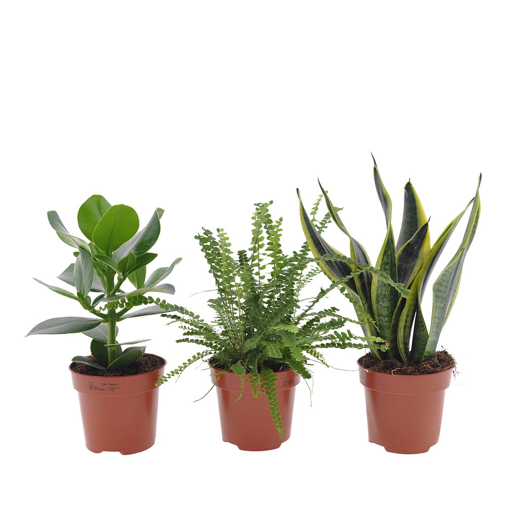 Pflanzenmischung für Schlafzimmer (x3) - Clusia rosea princess,  nephrolepis duffi, sansevieria - Schlafzimmerpflanzen