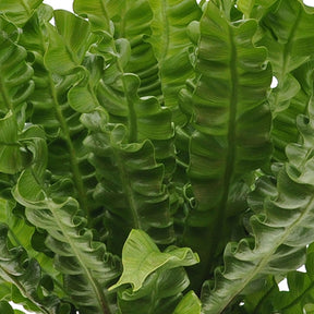 Luftreinigende Zimmerpflanzen Mischung (x3) - Clusia, Asplenium 'Crispy Wave', Dypsis