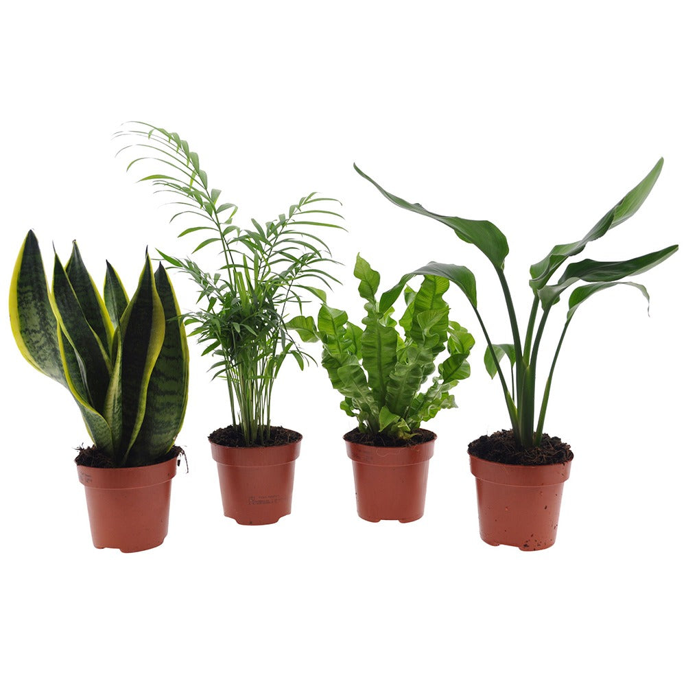 Pflegeleichte Zimmerpflanzen Mischung - Grün (x4) -  strelitzia, chamaedorea, asplenium crispy wave, sansevieria