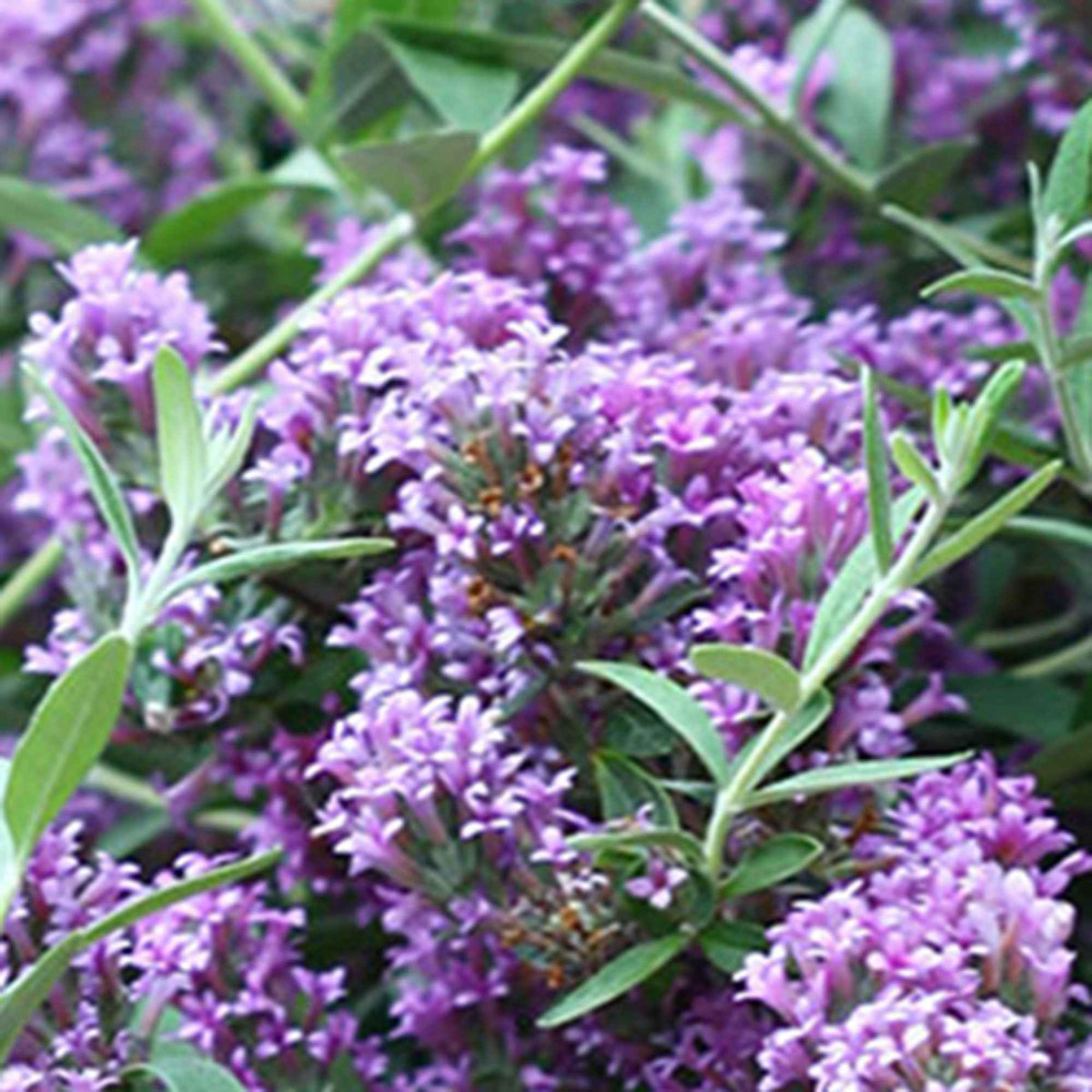 Sommerflieder 'Unique' - Buddleja alternifolia 'unique' - Willemse