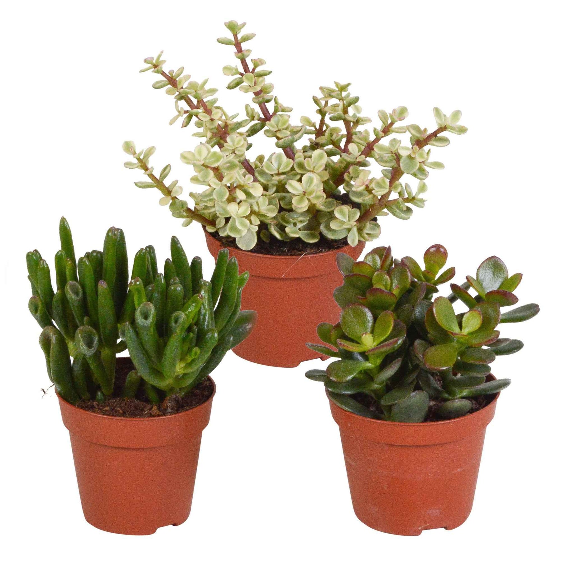 Sukkulente Crassula Mischung (x3) - Willemse