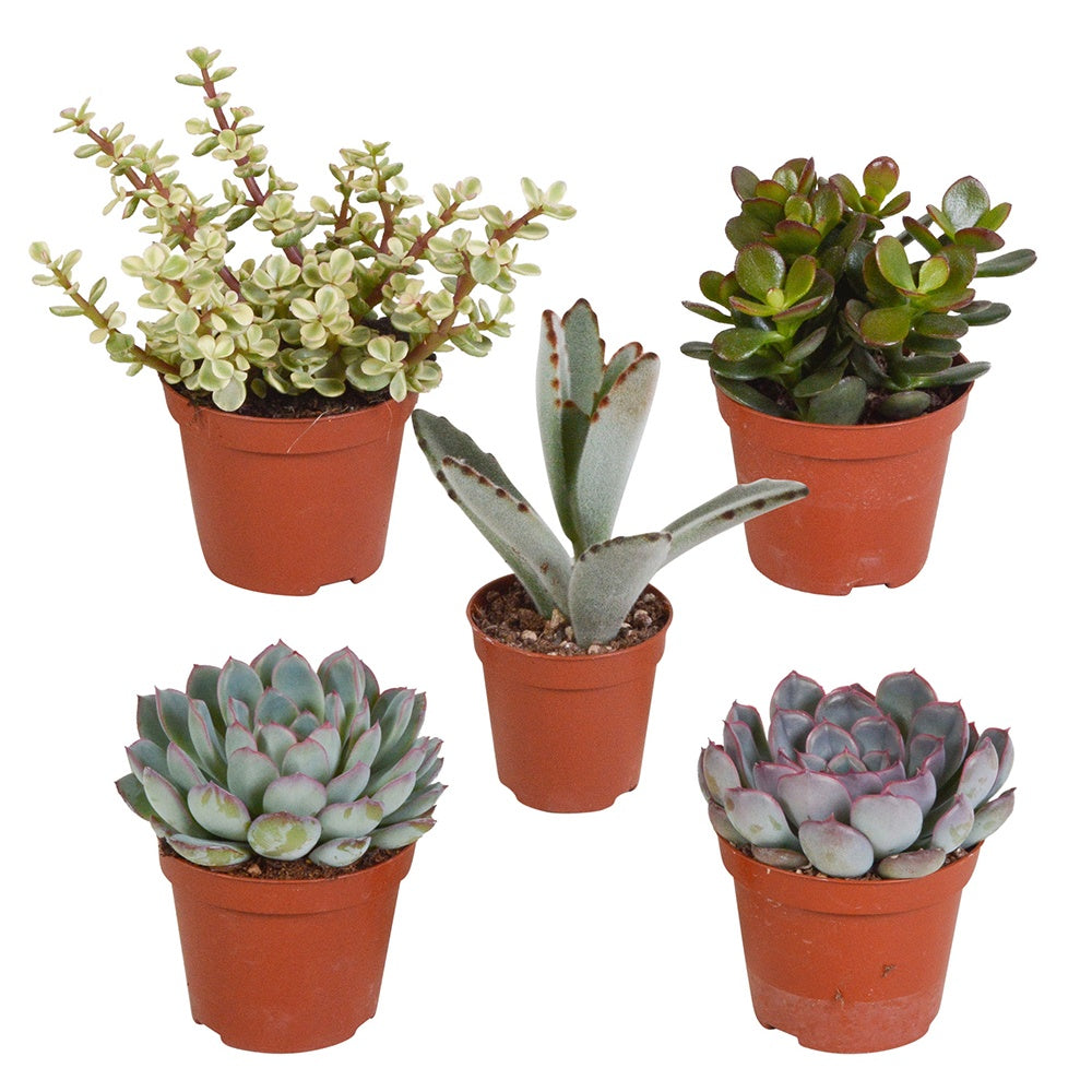 Sukkulenten Mischung - Crassula , 2 Echeveria , Portulacaria Afra, Kalanchoe Tomentosa