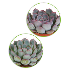 Sukkulenten Mischung - Crassula , 2 Echeveria , Portulacaria Afra, Kalanchoe Tomentosa