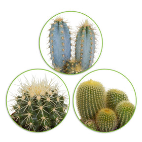 Kaktus Mischung (x3) -  eriocactus, pilosocereus, echinocactus