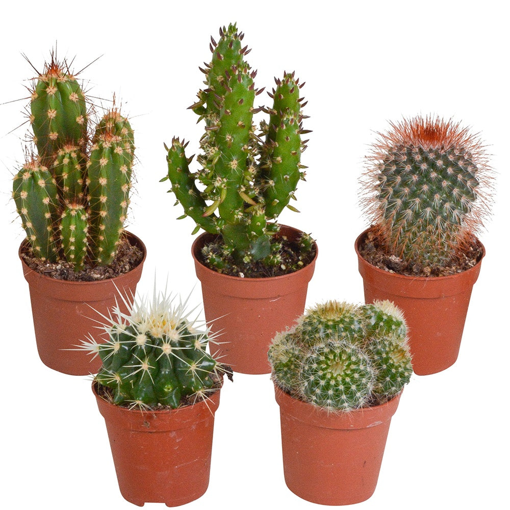 Kaktus Mischung (x5) -  mamilaria, echinicactus, eriocactus, opuntia & eriocactus
