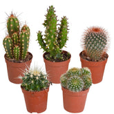 Kaktus Mischung (x5) -  mamilaria, echinicactus, eriocactus, opuntia & eriocactus
