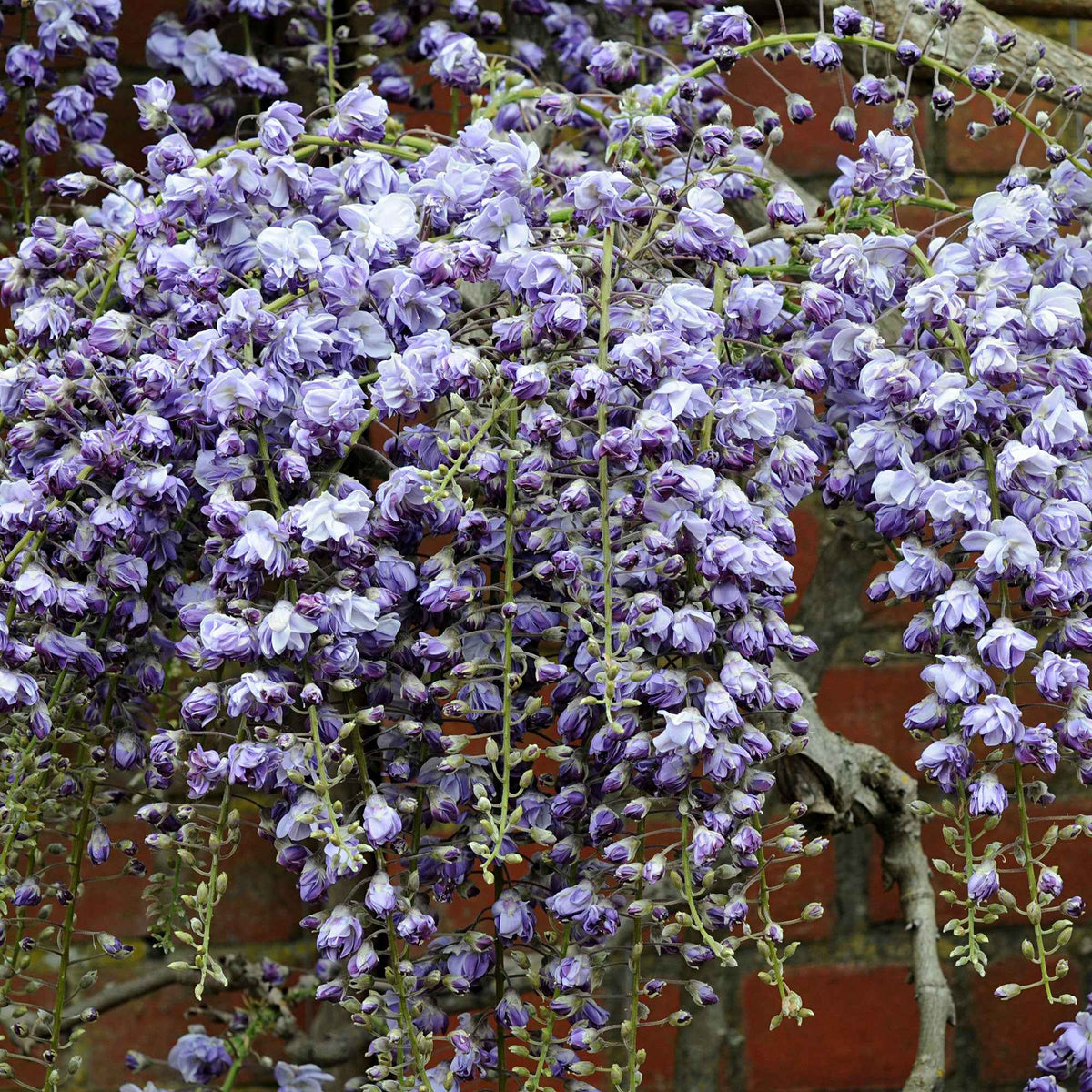 Blauregen 'Black Dragon' - Wisteria floribunda 'black dragon' - Willemse