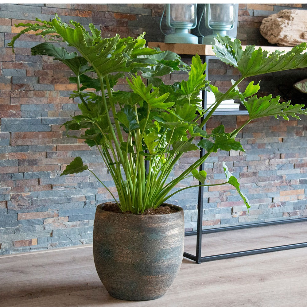 Baumfreund 'White Wave' - Philodendron shangri la