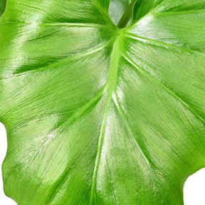 Baumfreund 'White Wave' - Philodendron shangri la