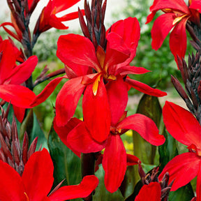 Indisches Blumenrohr 'Red Futurity' (x2) - Canna 'red futurity' - Willemse