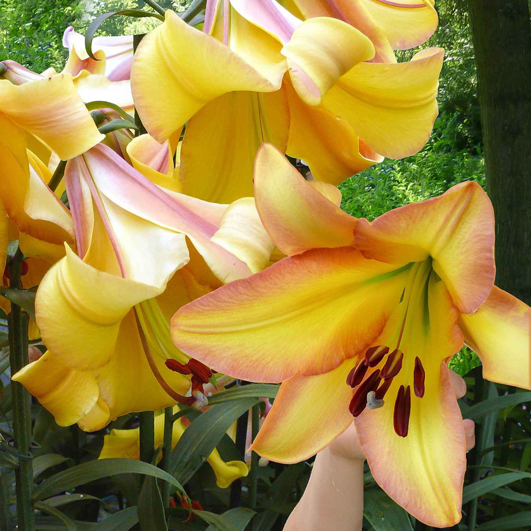 Lilie 'Rising Moon' (x5) - Lilium 'rising moon' - Willemse