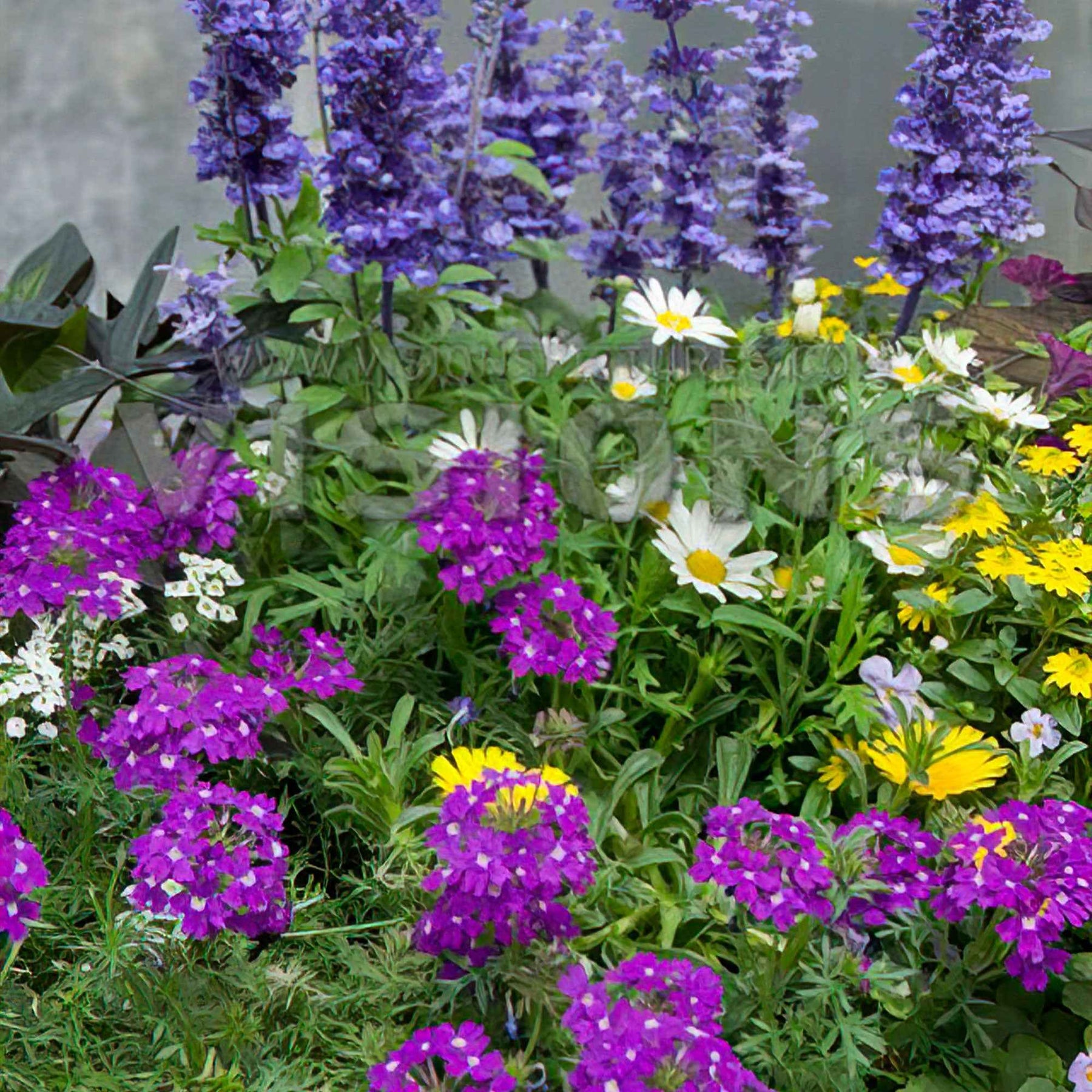 Gartenpflanzen Mischung 'Bee Friendly' (x3) - Willemse