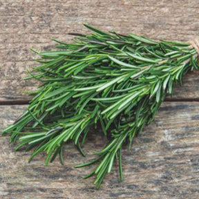 Rosmarin - Rosmarinus officinalis - Willemse