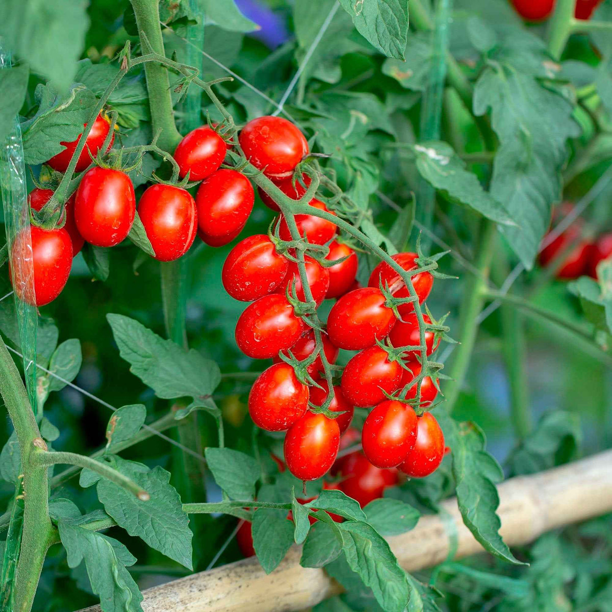 Kirschtomate 'Koralik' - Willemse