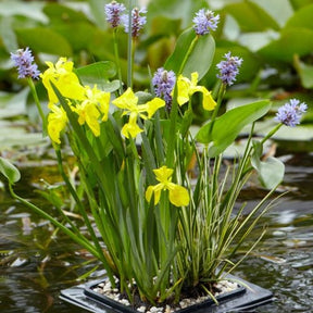  - Schwimmring - Gestaltung und Pflege des Teiches