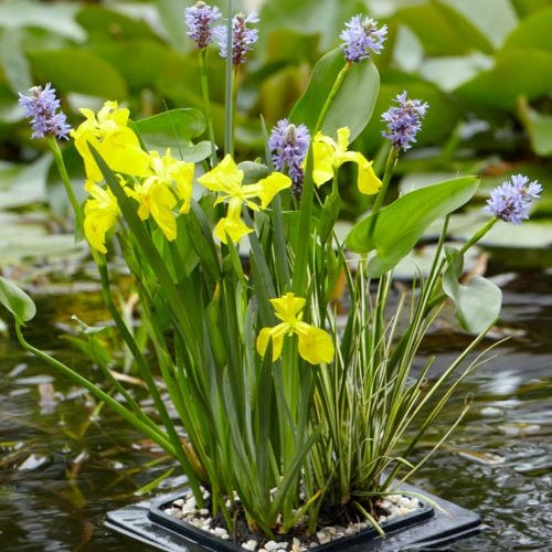  - Schwimmring - Gestaltung und Pflege des Teiches