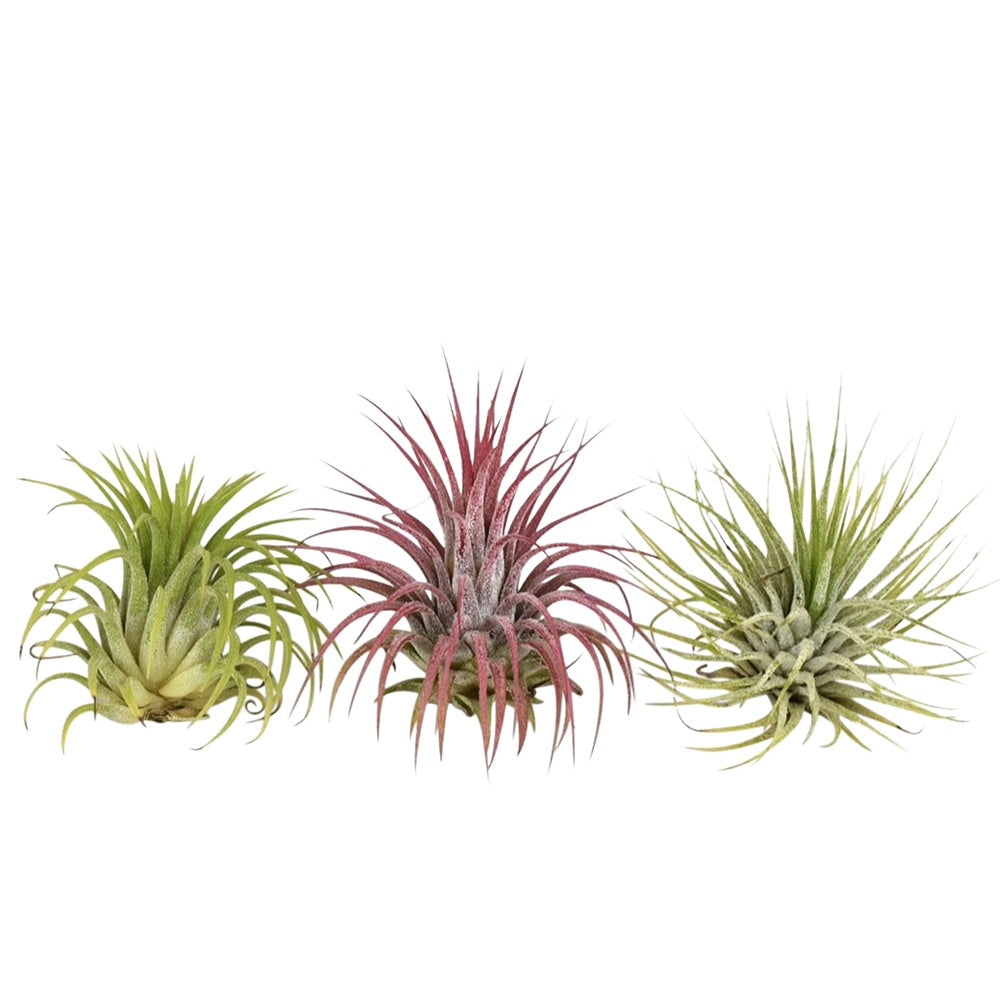 Tillandsia Mischung (x3) - Tillandsia - Tillandsien Luftpflanzen