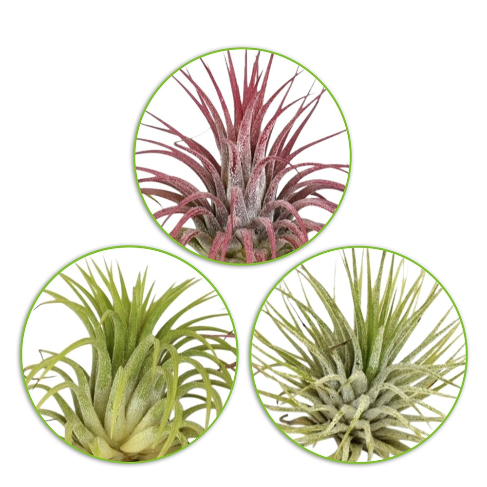 Tillandsia Mischung (x3) - Tillandsia