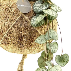 Kokodama Chinesische Laterne Ceropegia woodii inkl. Kokostopf - Hängepflanze (x2) - Kokodama Ceropegia