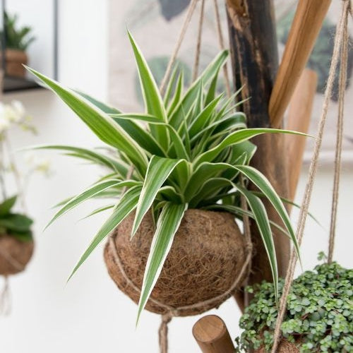 2 x Chlorophythum + Kokodama Kokostopf - Chlorophythum