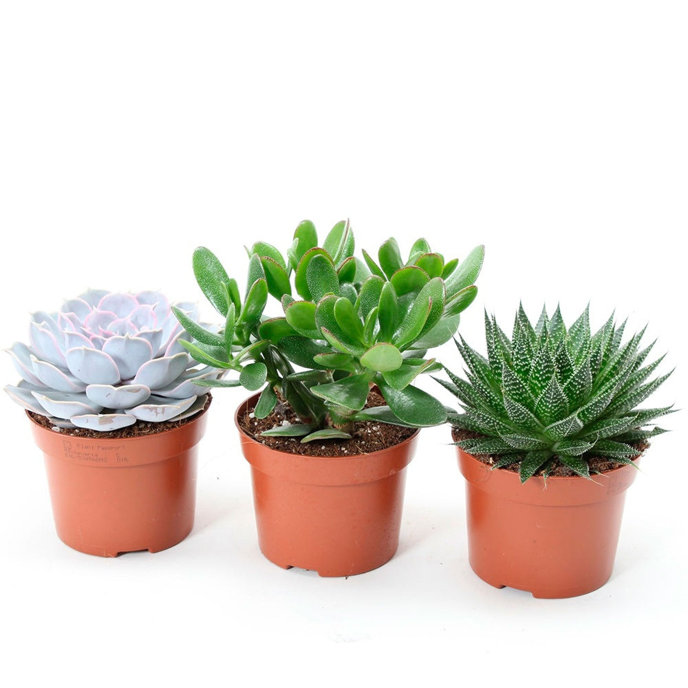 Sukkulentenmischung -  Aloé, Echeveria, Crassula (x3) - Aloe , Echeveria , Crassula - Kaktus