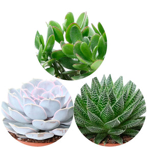 Sukkulentenmischung -  Aloé, Echeveria, Crassula (x3) - Aloe , Echeveria , Crassula