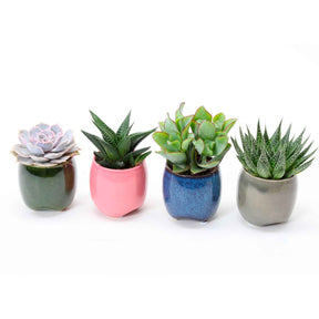 Sukkulentenmischung (x4) - Echeveria , Crassula , Haworthia , Aloe Aristata - Willemse