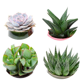 Sukkulentenmischung (x4) - Echeveria , Crassula , Haworthia , Aloe Aristata - Kaktus