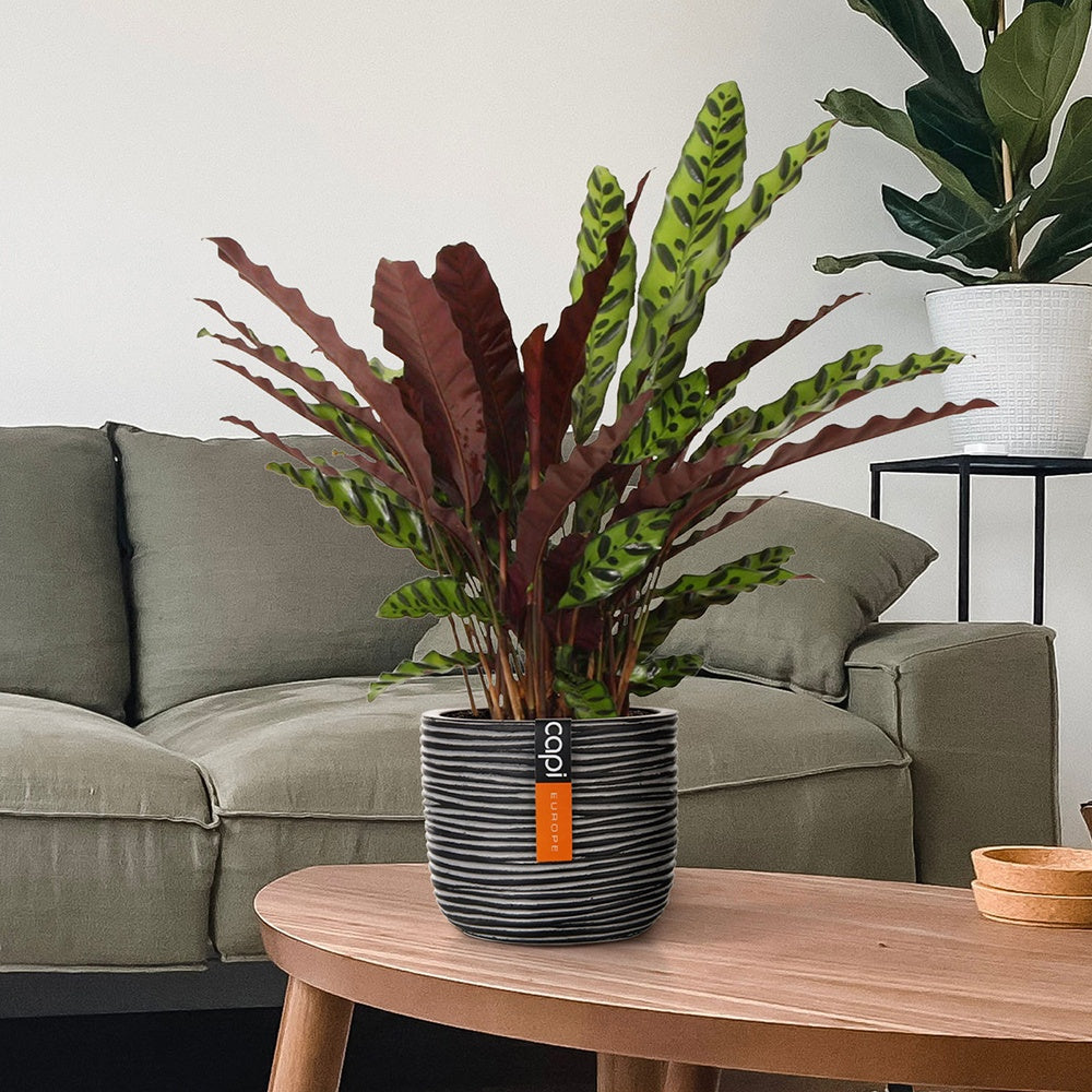 Korbmarante 'Insigne' - Calathea insignis