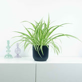 Grünlilie ‘Vittatum’ - Chlorophytum comosum vittatum - Willemse