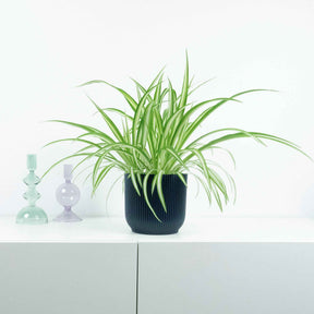 Grünlilie ‘Vittatum’ - Chlorophytum comosum vittatum - Willemse