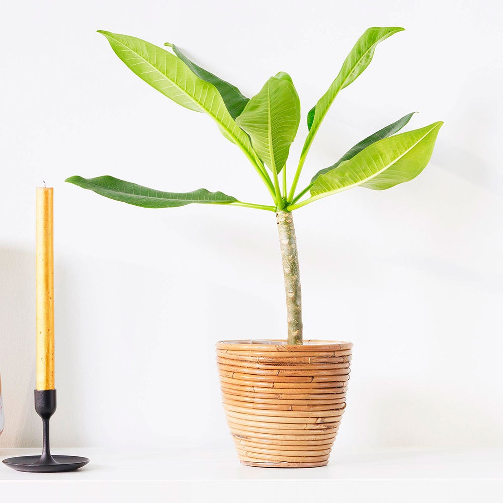 Frangipani Tempelblume Plumeria 'Yellow Pink' Gelb-Rosa - Plumeria rubra yellow pink
